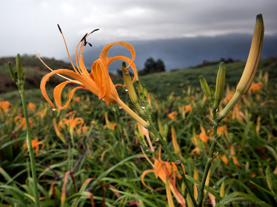 Hemerocallis fulva