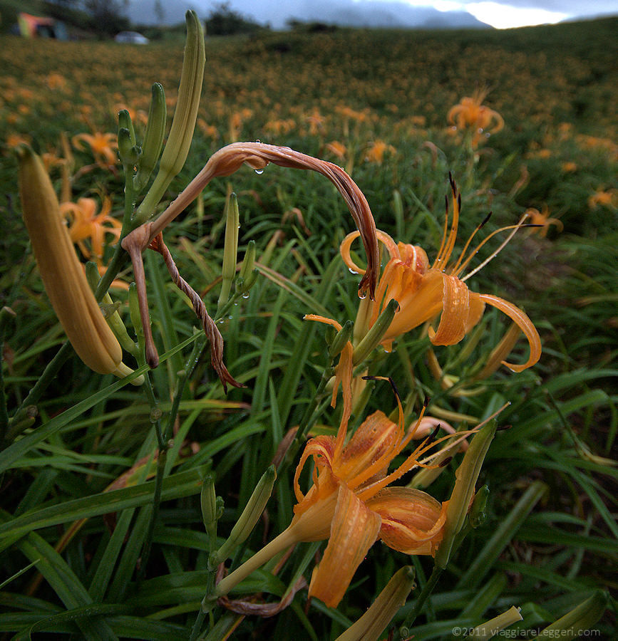Altre Hemerocallis fulva