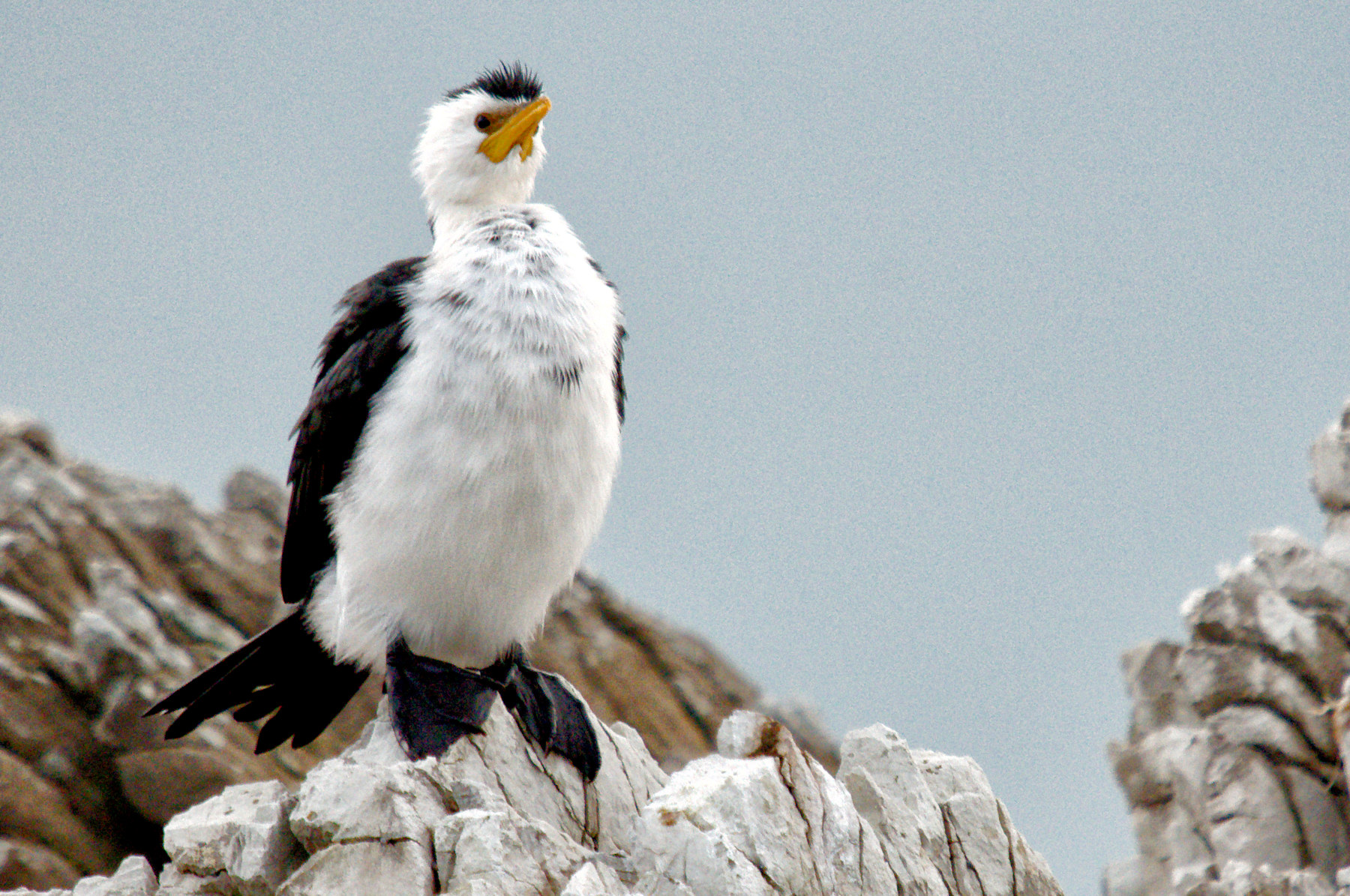 Balene e foche a Kaikoura - Viaggio in Nuova Zelanda #8