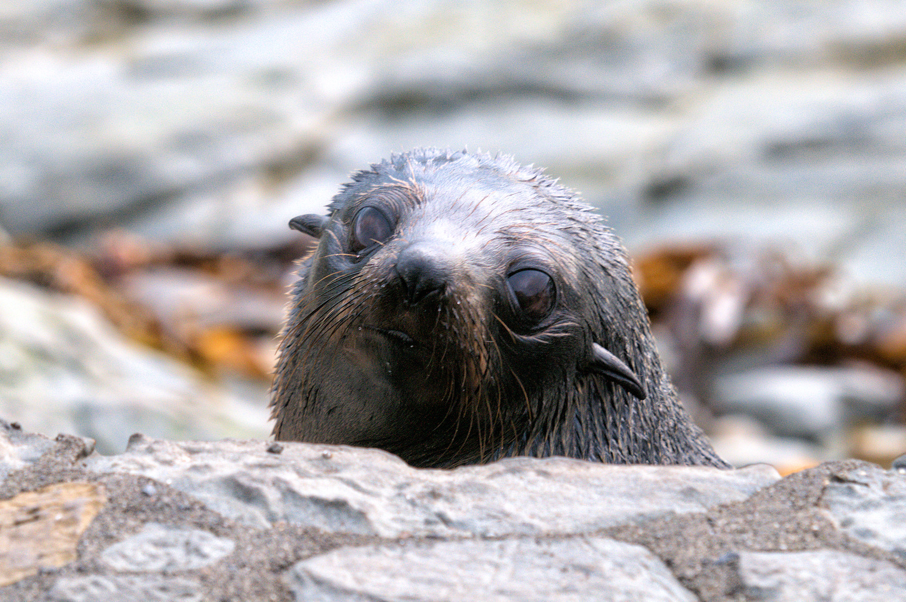 Balene e foche a Kaikoura - Viaggio in Nuova Zelanda #8