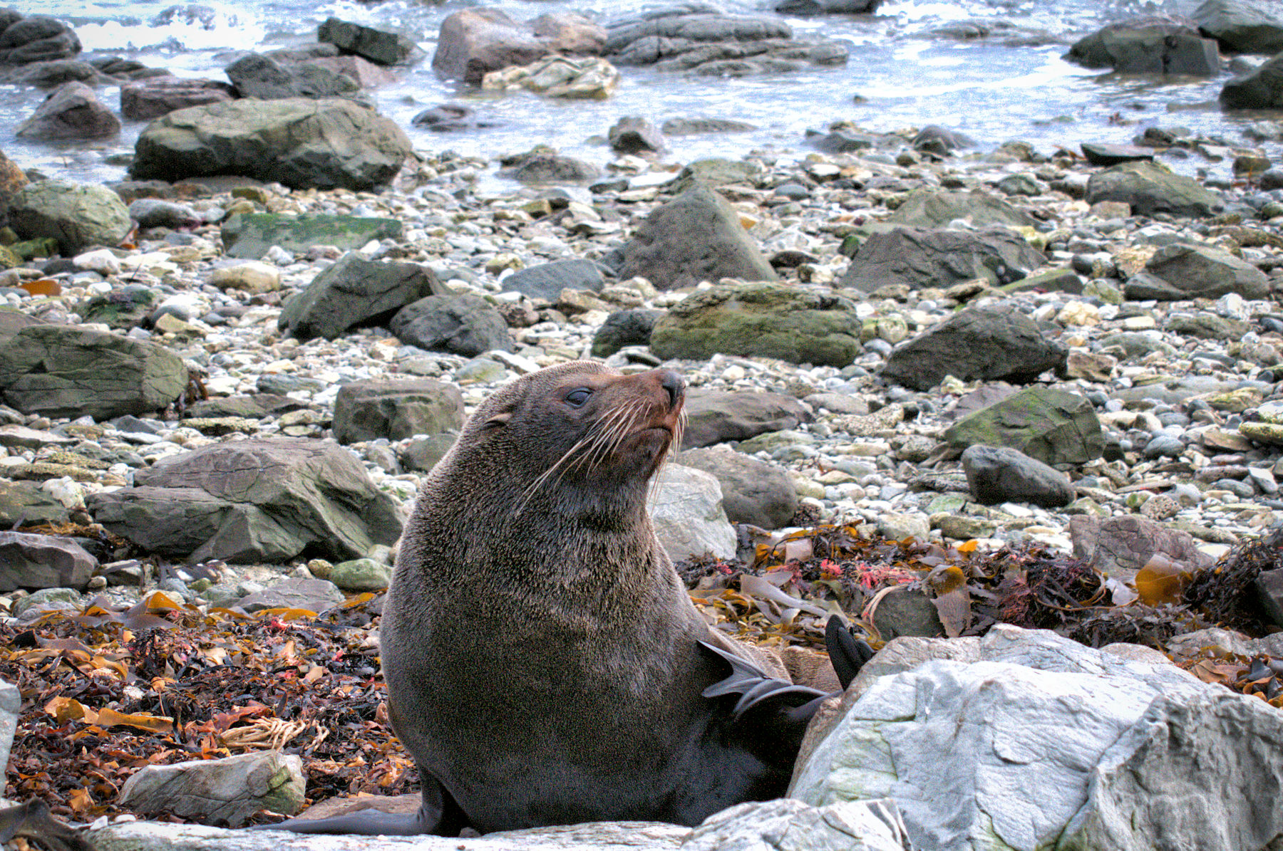Balene e foche a Kaikoura - Viaggio in Nuova Zelanda #8
