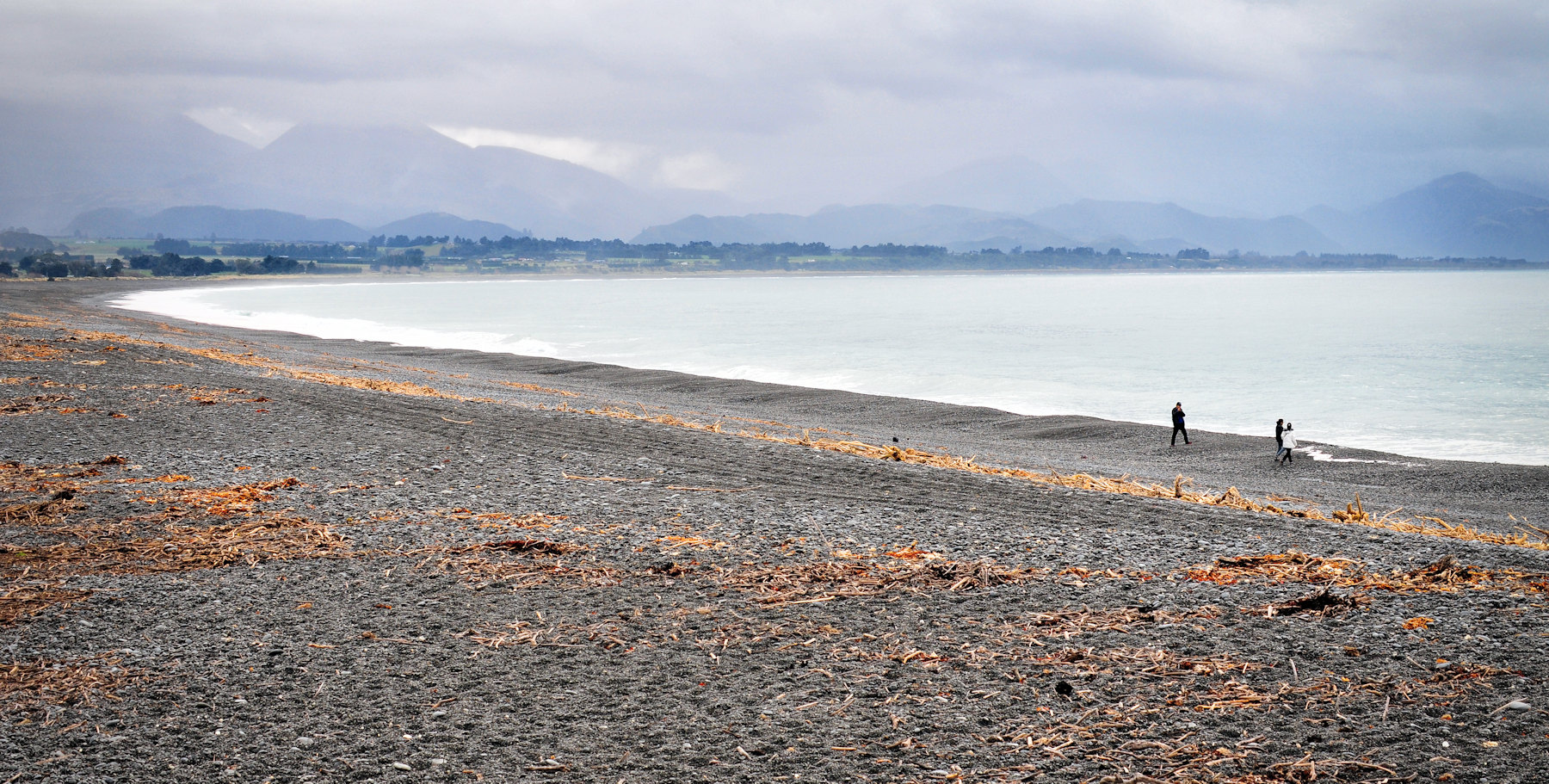 Balene e foche a Kaikoura - Viaggio in Nuova Zelanda #8