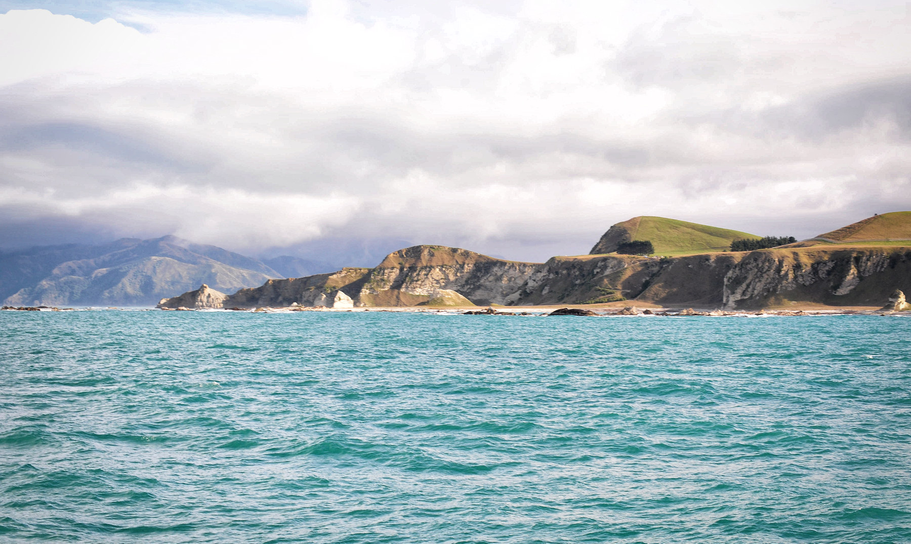 Balene e foche a Kaikoura - Viaggio in Nuova Zelanda #8