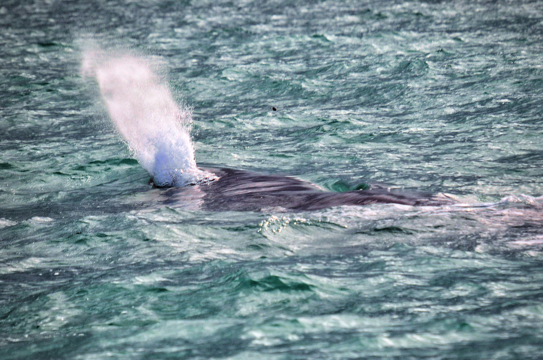 Balene e foche a Kaikoura - Viaggio in Nuova Zelanda #8