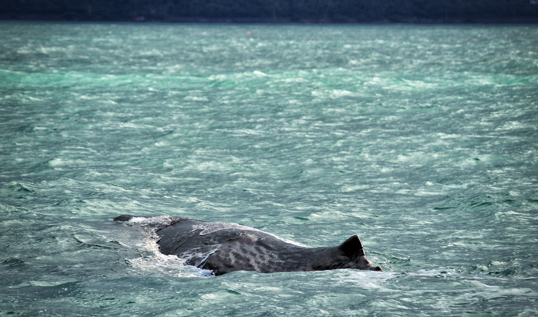 Balene e foche a Kaikoura - Viaggio in Nuova Zelanda #8