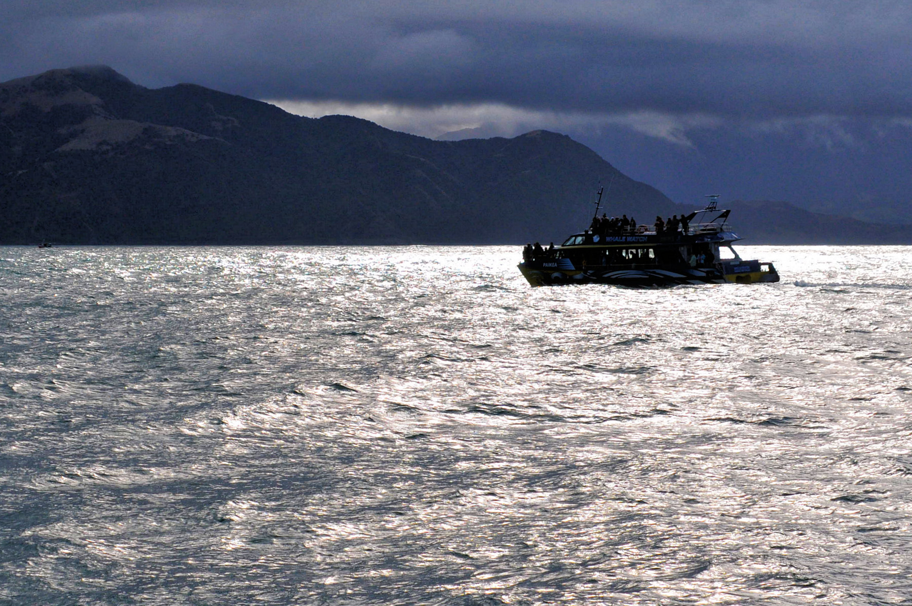 Balene e foche a Kaikoura - Viaggio in Nuova Zelanda #8