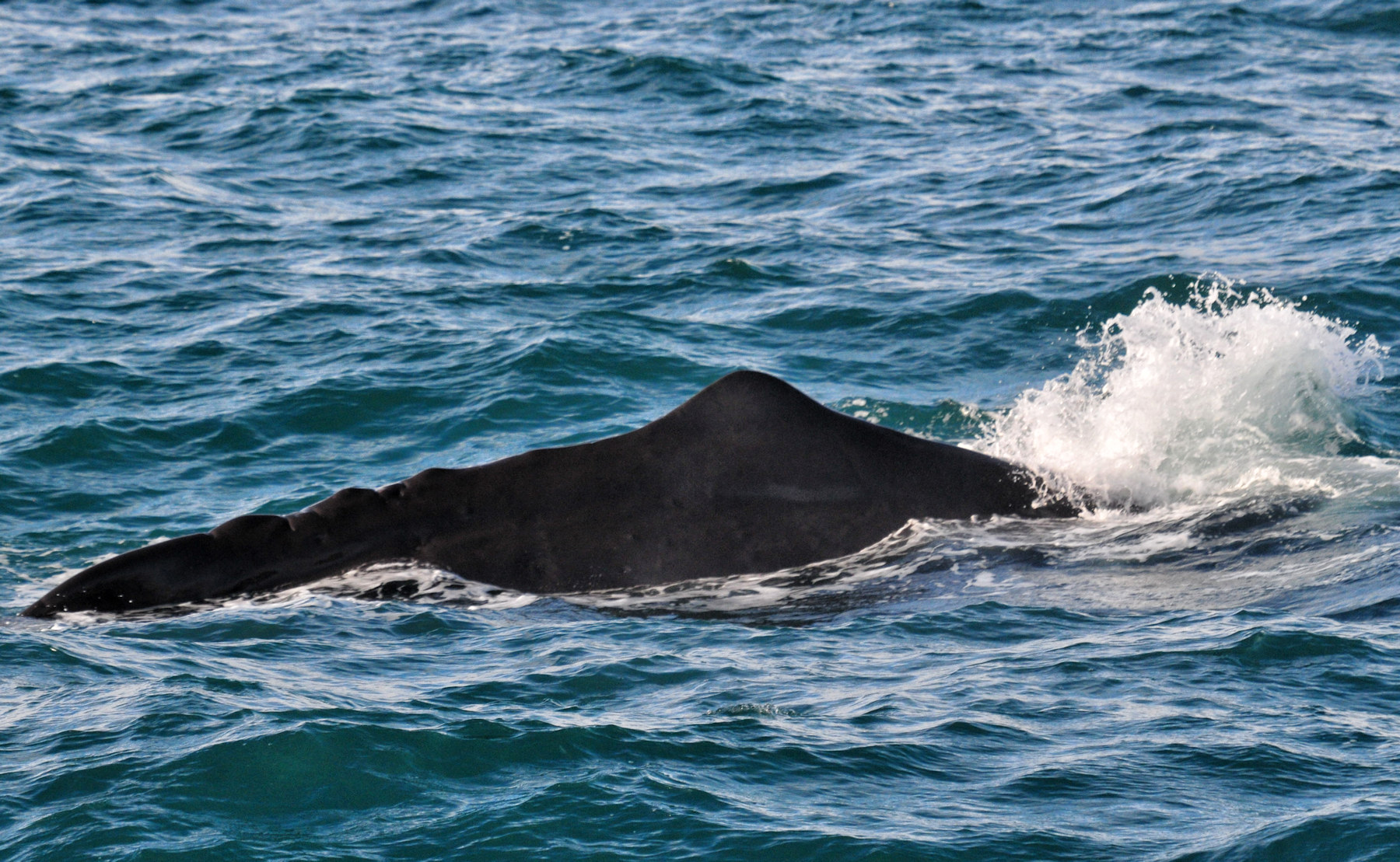 Balene e foche a Kaikoura - Viaggio in Nuova Zelanda #8