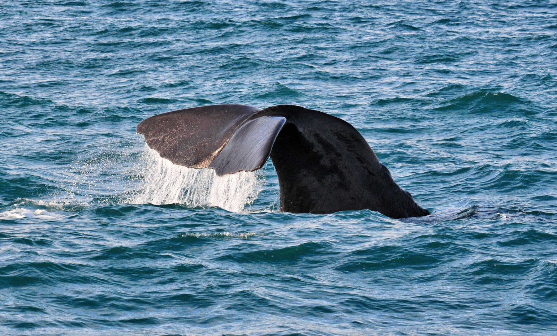 Balene e foche a Kaikoura - Viaggio in Nuova Zelanda #8
