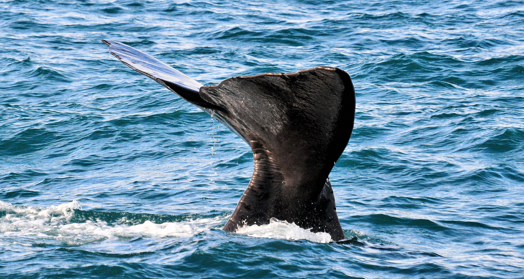 Balene e foche a Kaikoura - Viaggio in Nuova Zelanda #8