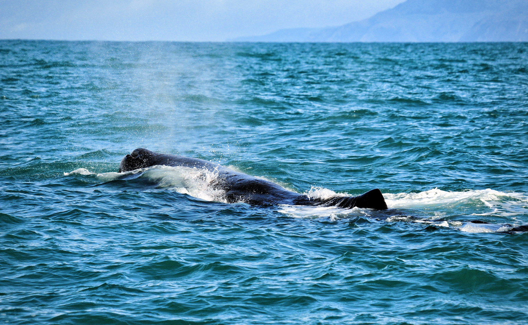 Balene e foche a Kaikoura - Viaggio in Nuova Zelanda #8