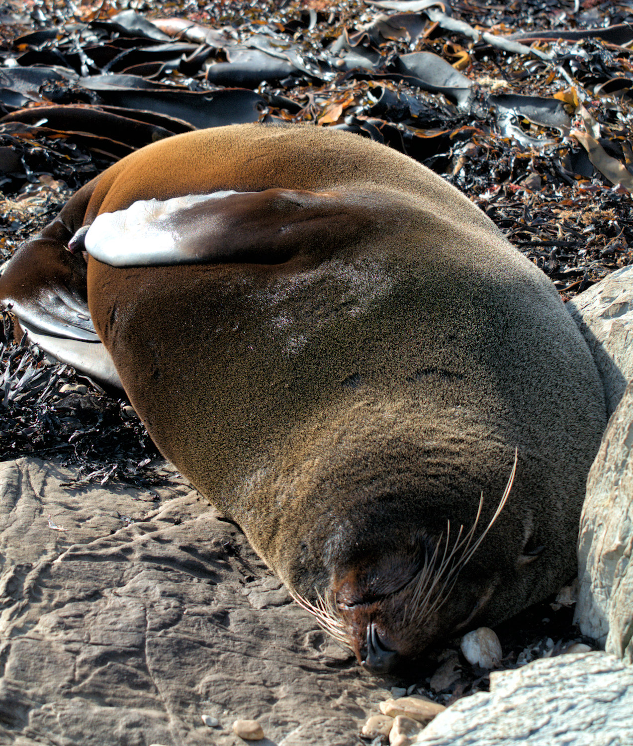 Balene e foche a Kaikoura - Viaggio in Nuova Zelanda #8