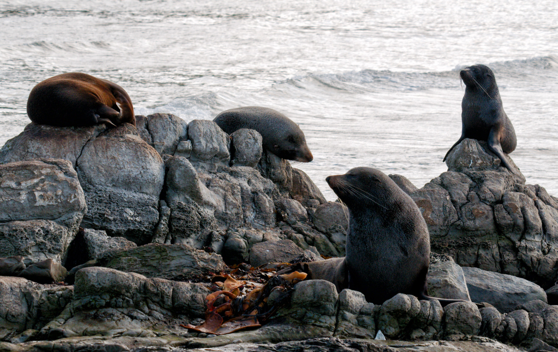 Balene e foche a Kaikoura - Viaggio in Nuova Zelanda #8