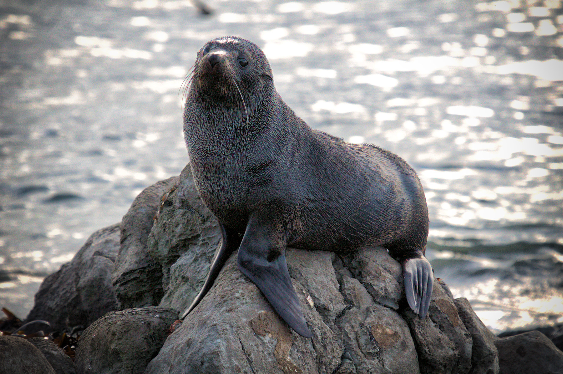 Balene e foche a Kaikoura - Viaggio in Nuova Zelanda #8