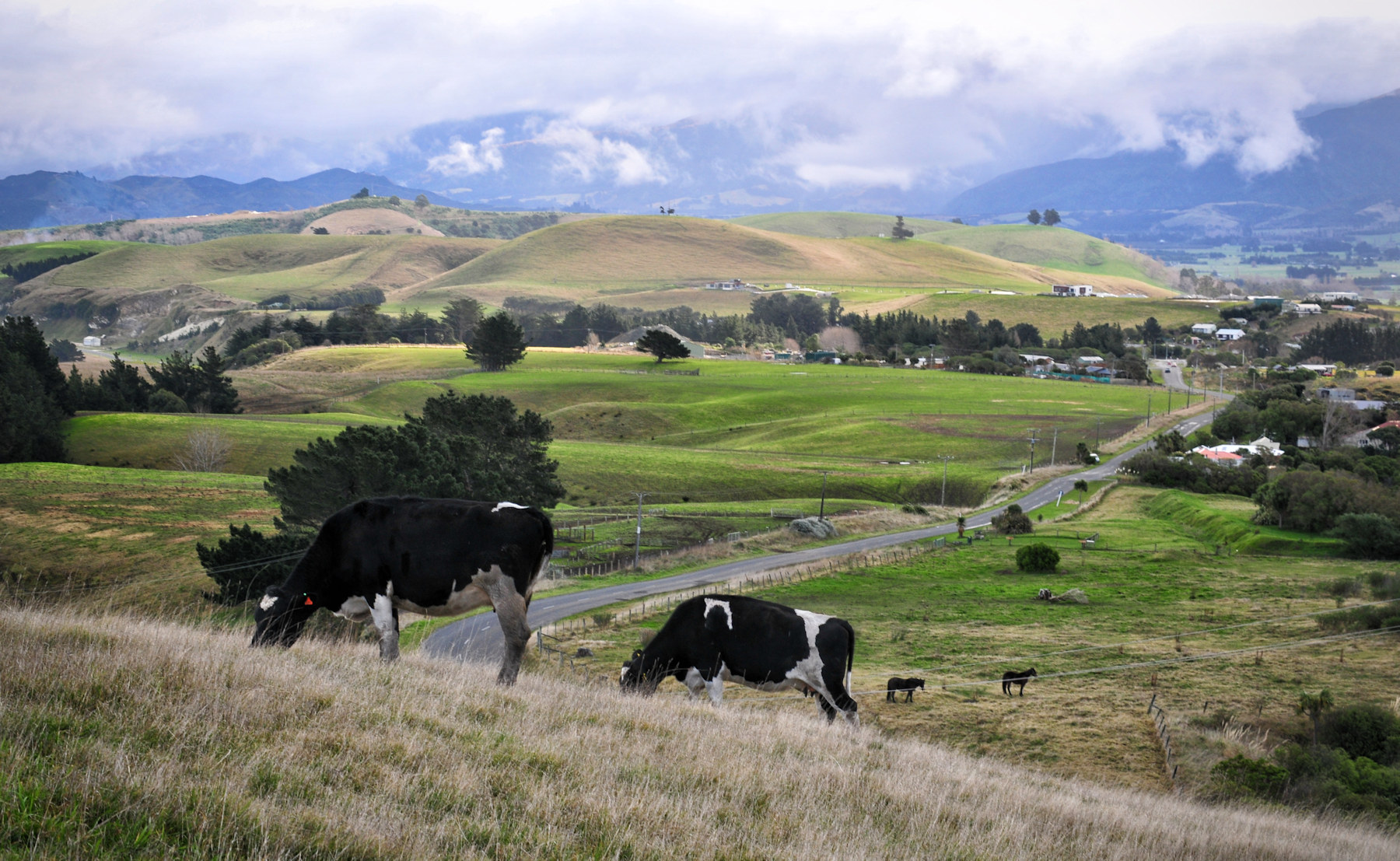 Balene e foche a Kaikoura - Viaggio in Nuova Zelanda #8