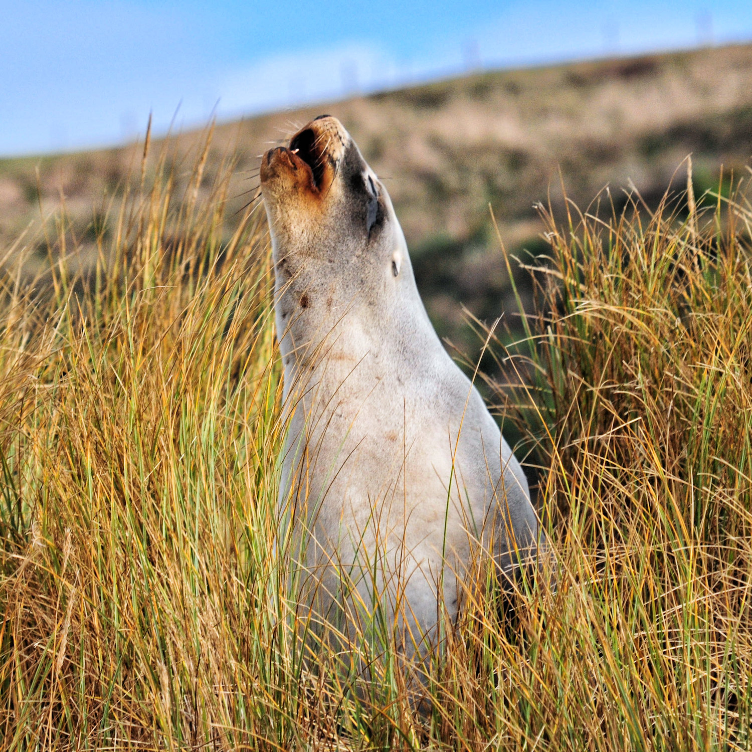 Architettura vittoriana a Dunedin e leoni di mare - Viaggio in Nuova Zelanda #10