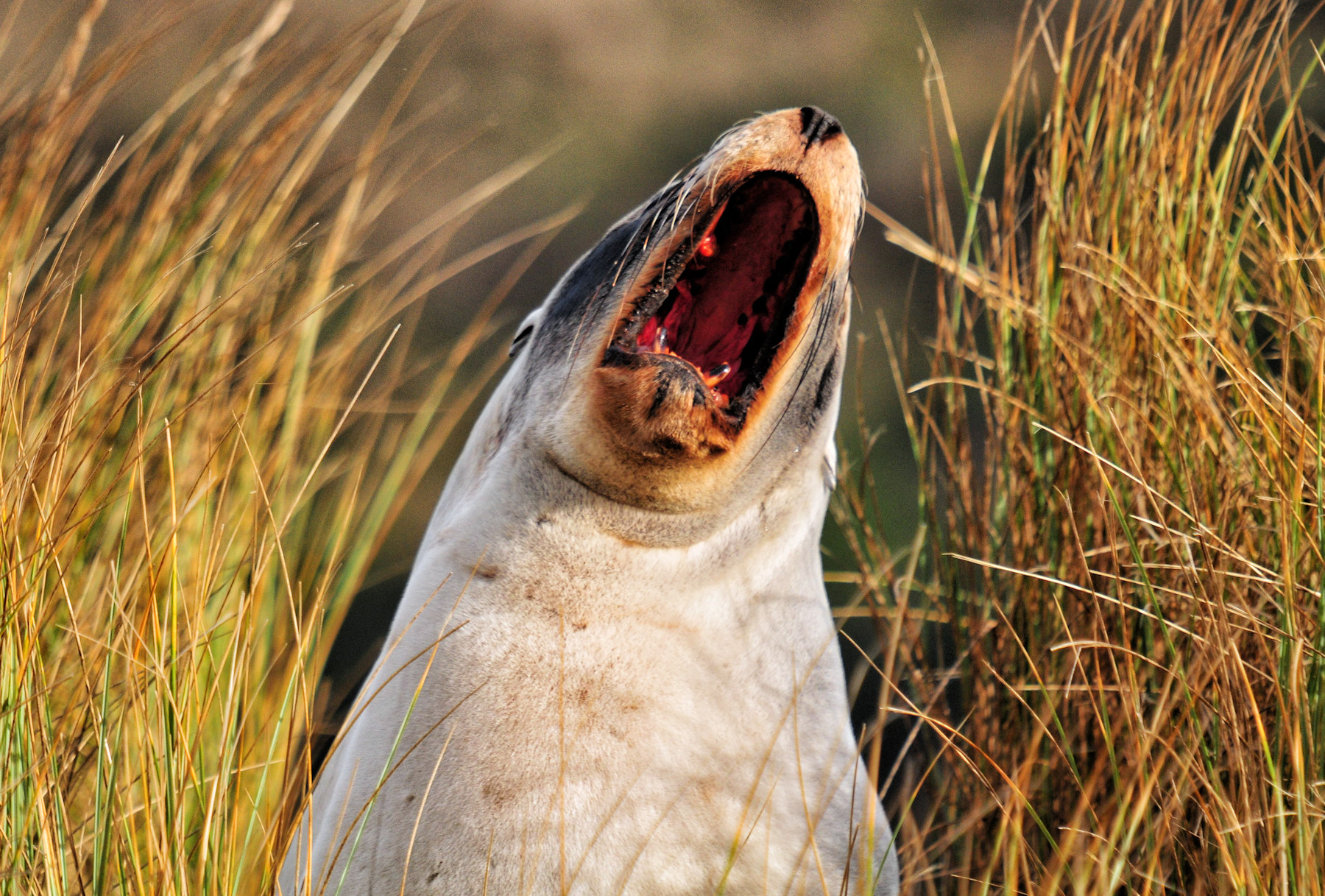 Architettura vittoriana a Dunedin e leoni di mare - Viaggio in Nuova Zelanda #10