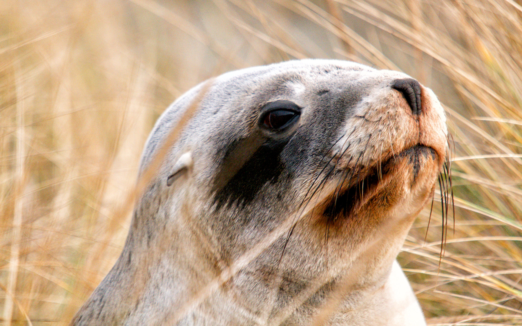 Architettura vittoriana a Dunedin e leoni di mare - Viaggio in Nuova Zelanda #10
