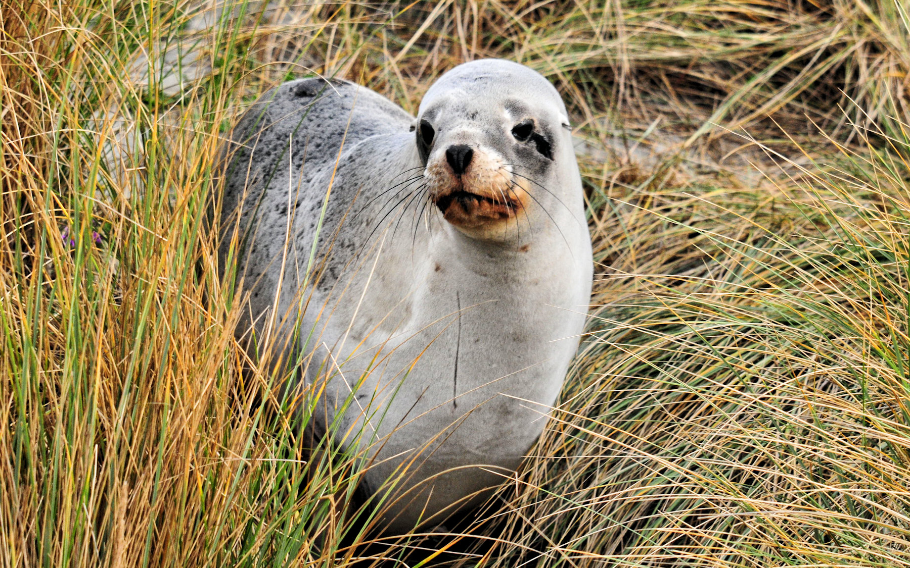 Architettura vittoriana a Dunedin e leoni di mare - Viaggio in Nuova Zelanda #10