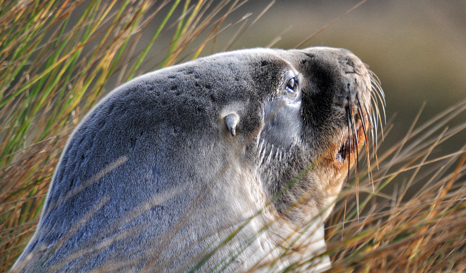 Architettura vittoriana a Dunedin e leoni di mare - Viaggio in Nuova Zelanda #10