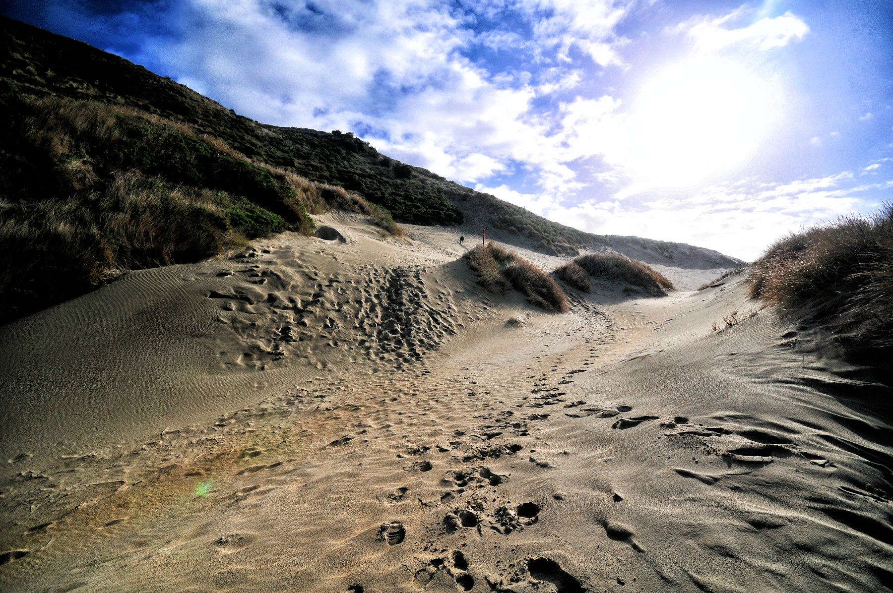 Architettura vittoriana a Dunedin e leoni di mare - Viaggio in Nuova Zelanda #10