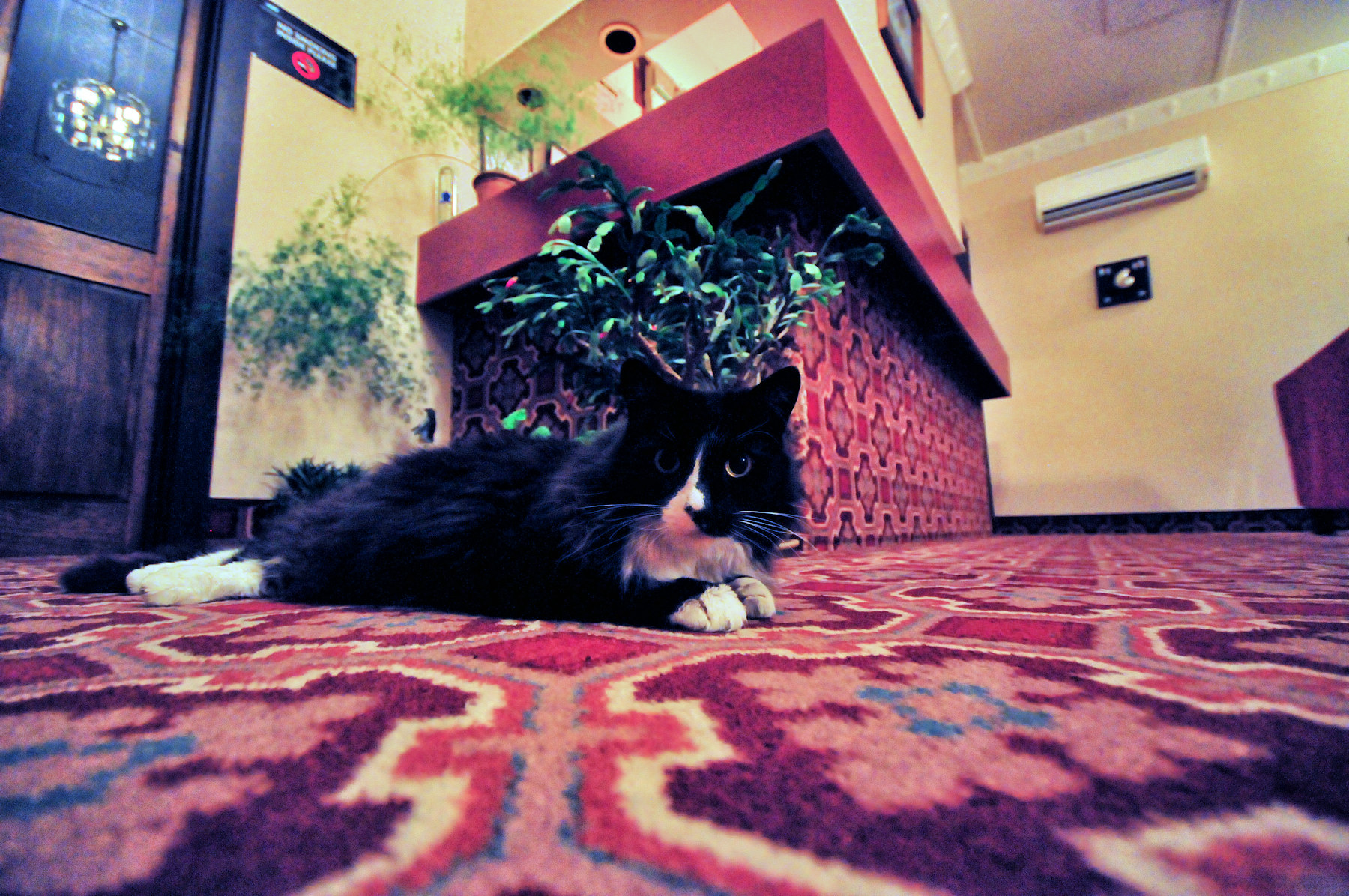 Architettura vittoriana a Dunedin e leoni di mare - Viaggio in Nuova Zelanda #10