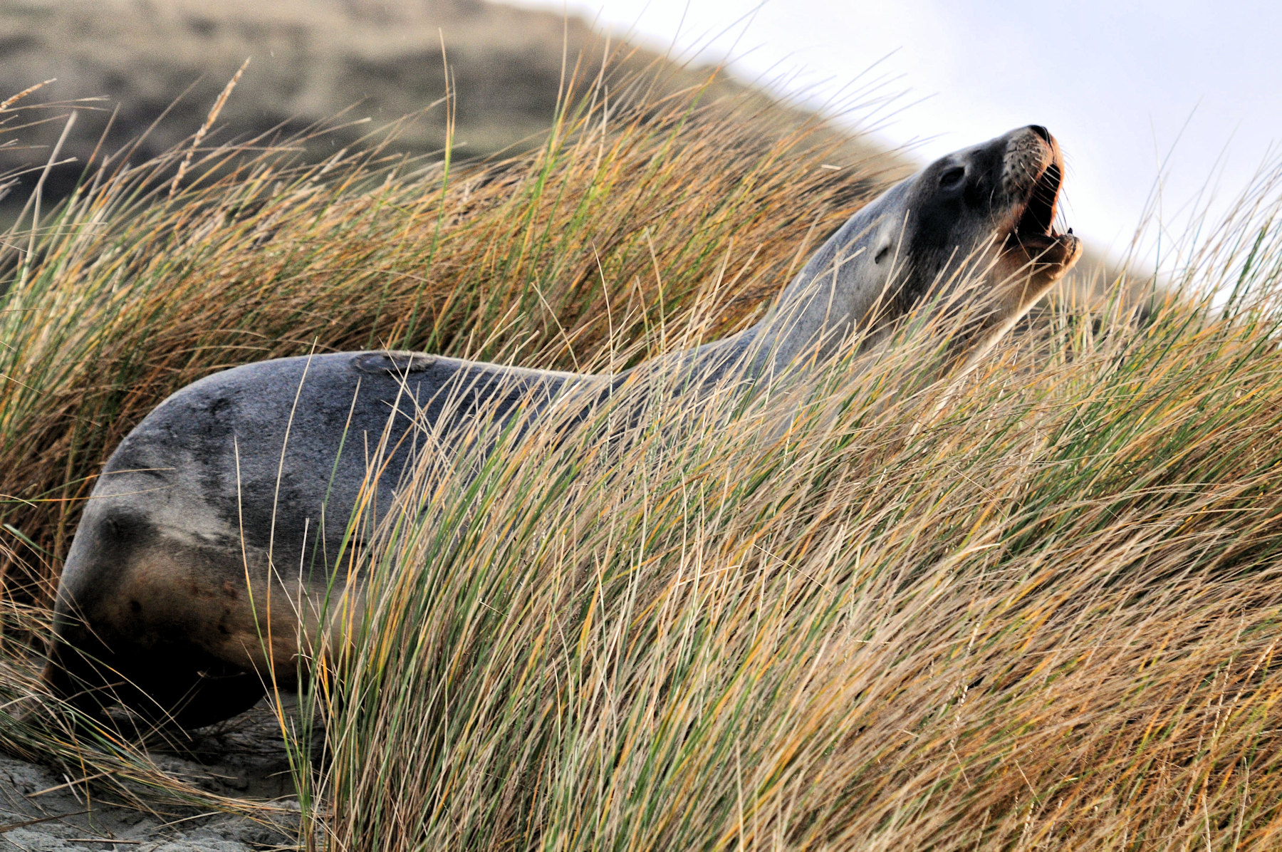 Architettura vittoriana a Dunedin e leoni di mare - Viaggio in Nuova Zelanda #10