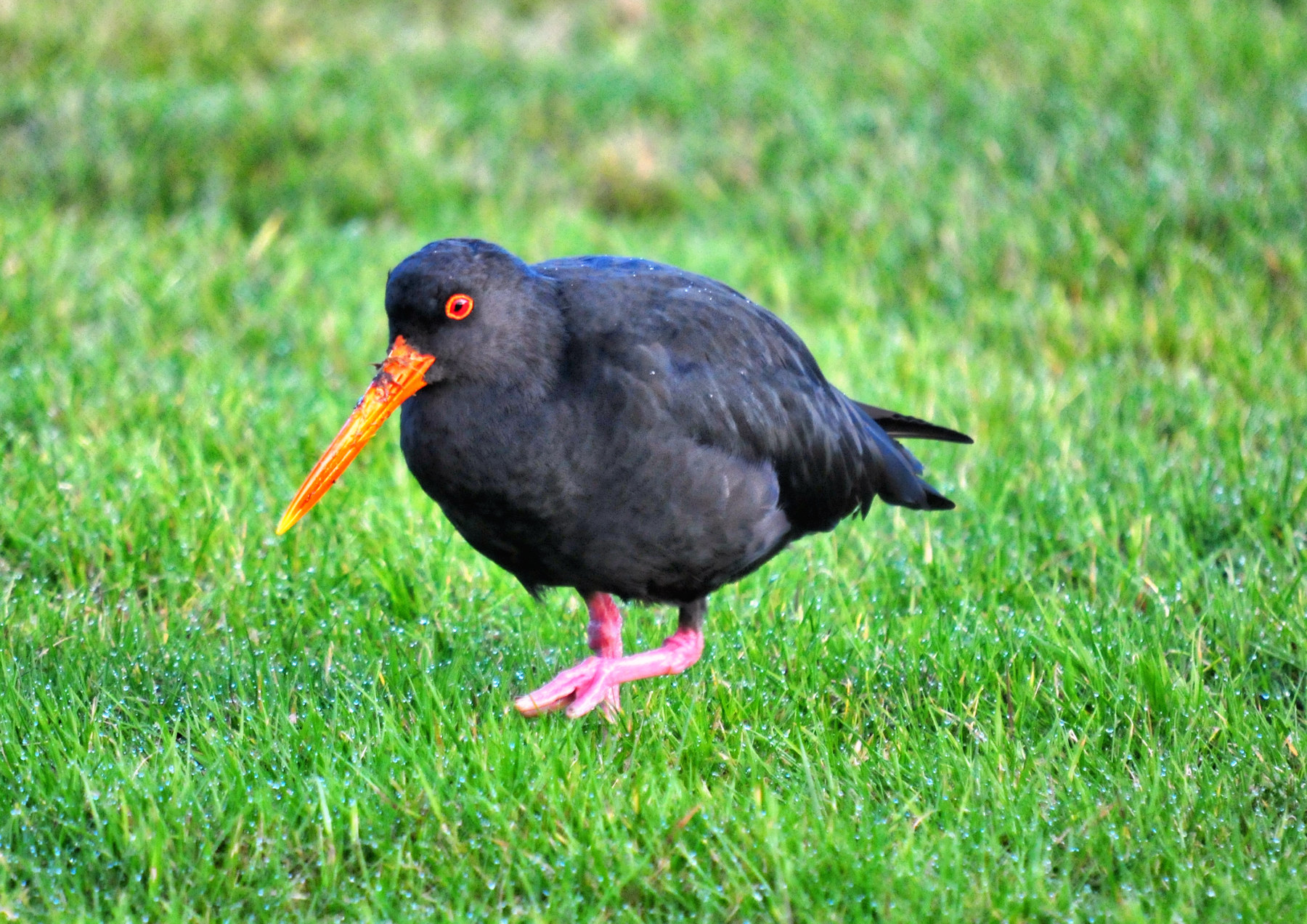 Birdwatching a Stewart Island - Viaggio in Nuova Zelanda #11
