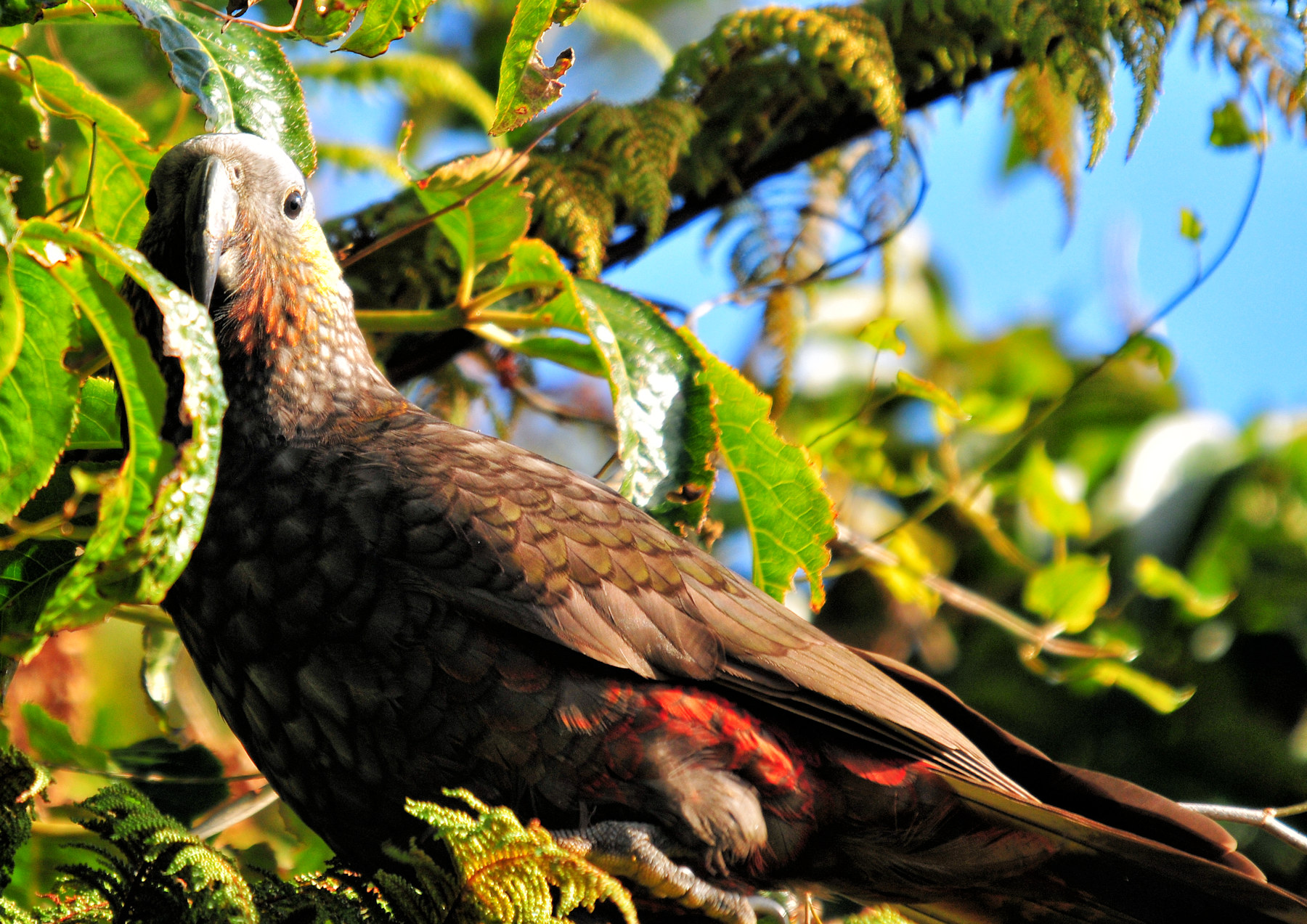 Birdwatching a Stewart Island - Viaggio in Nuova Zelanda #11