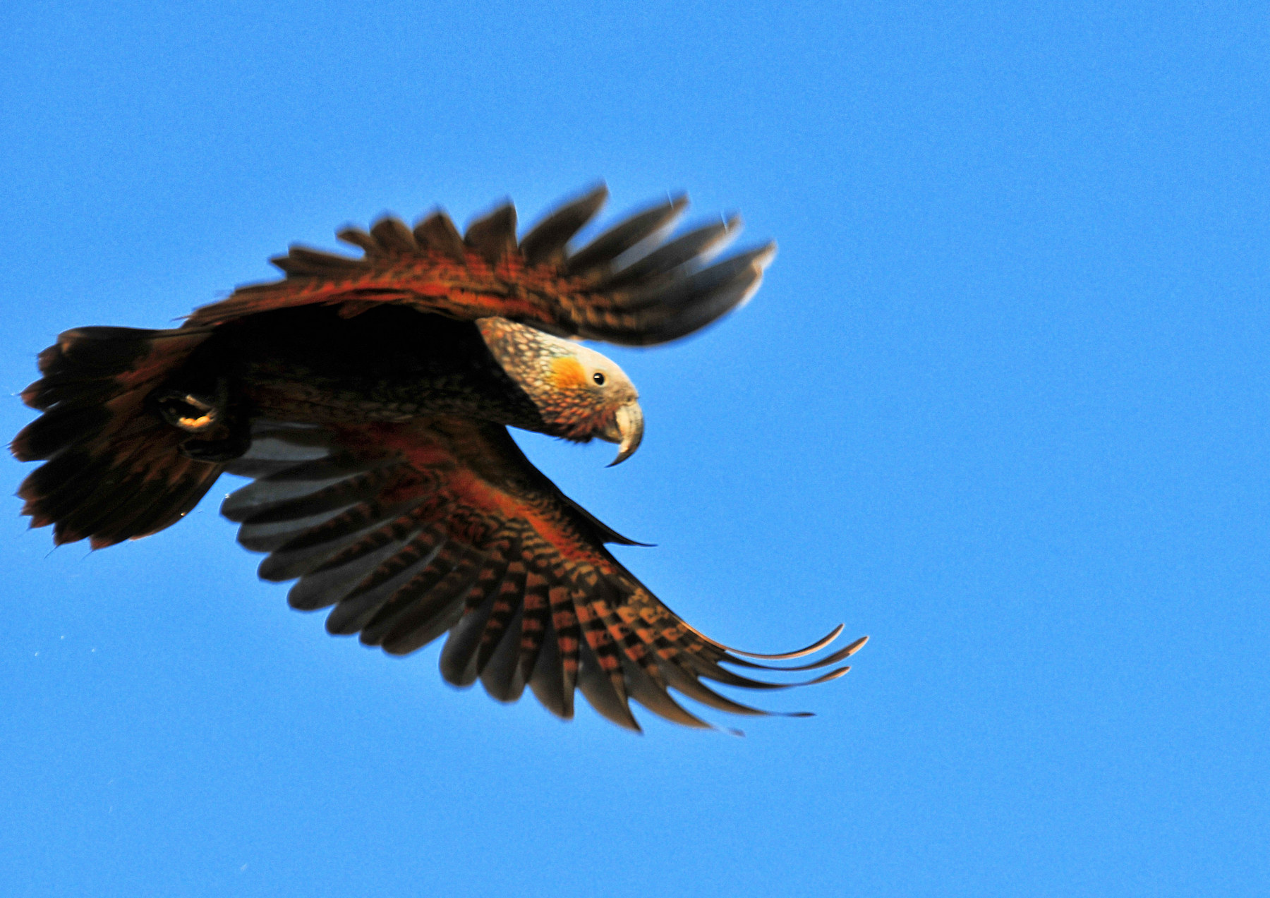 Birdwatching a Stewart Island - Viaggio in Nuova Zelanda #11