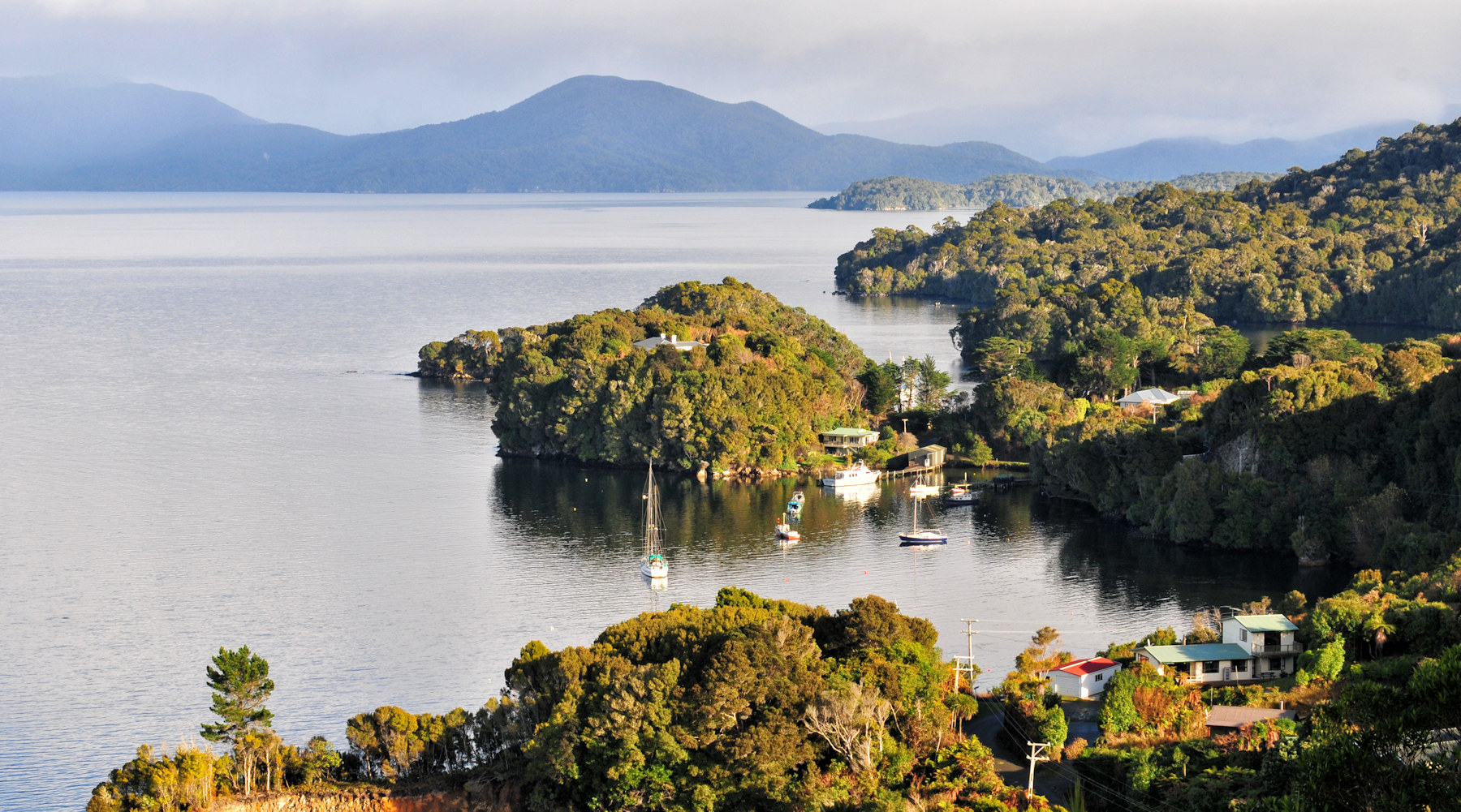 Birdwatching a Stewart Island - Viaggio in Nuova Zelanda #11