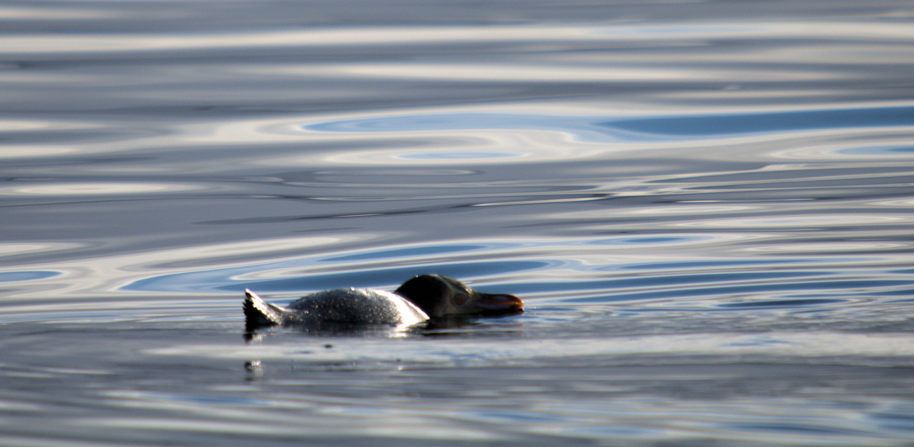 Birdwatching a Stewart Island - Viaggio in Nuova Zelanda #11