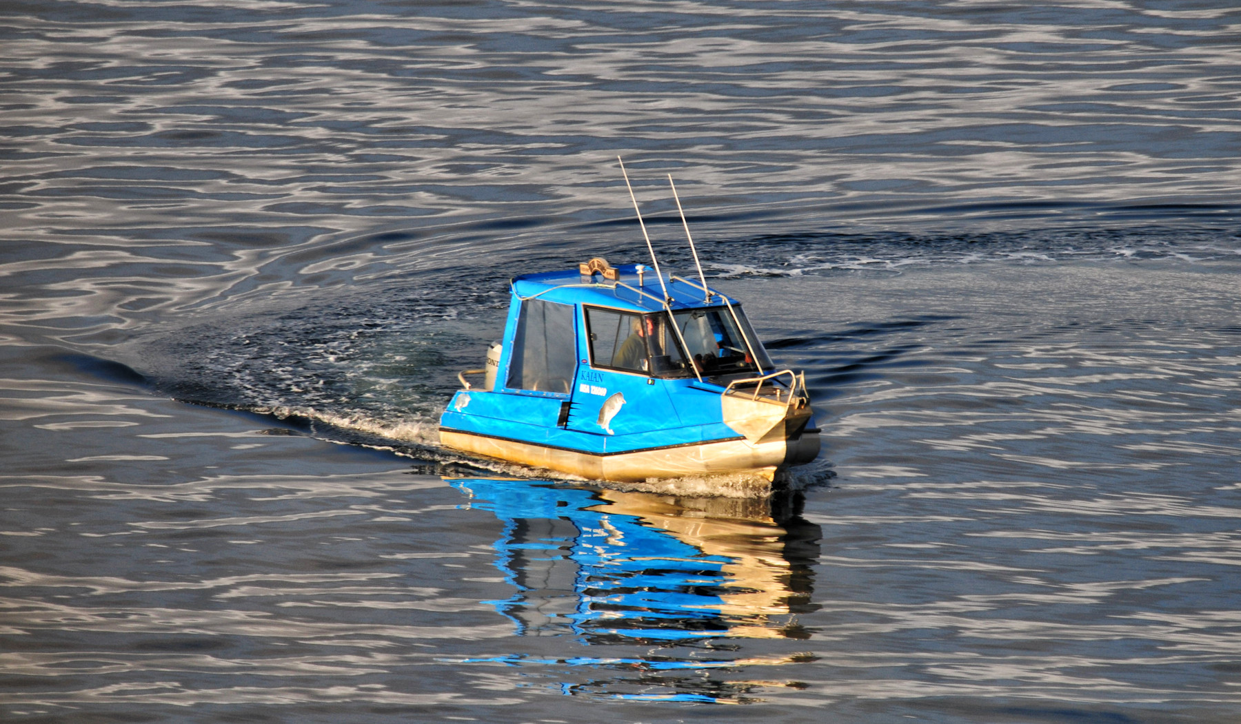 Birdwatching a Stewart Island - Viaggio in Nuova Zelanda #11
