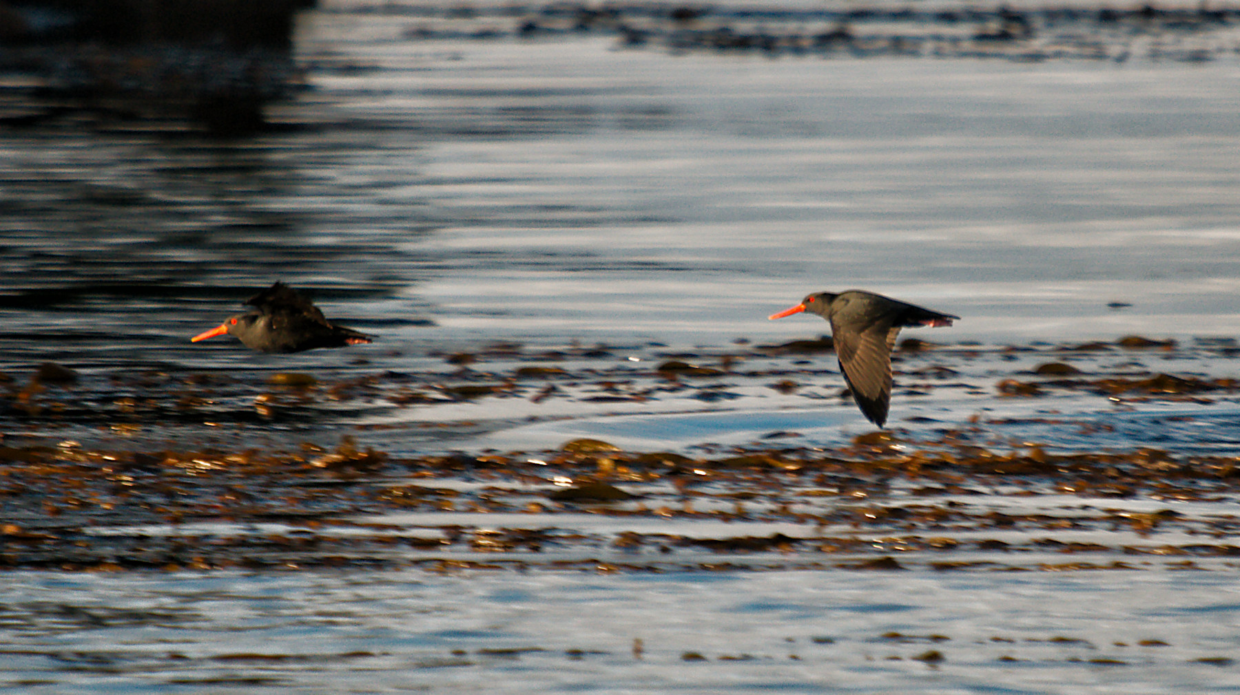 Birdwatching a Stewart Island - Viaggio in Nuova Zelanda #11