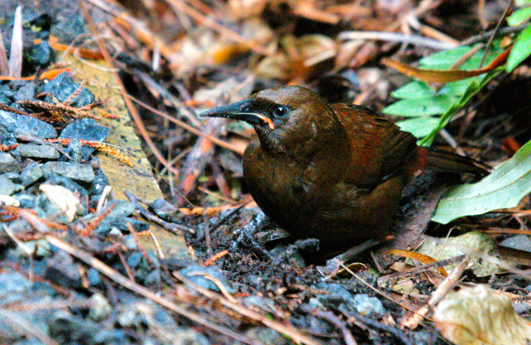 Birdwatching a Stewart Island - Viaggio in Nuova Zelanda #11