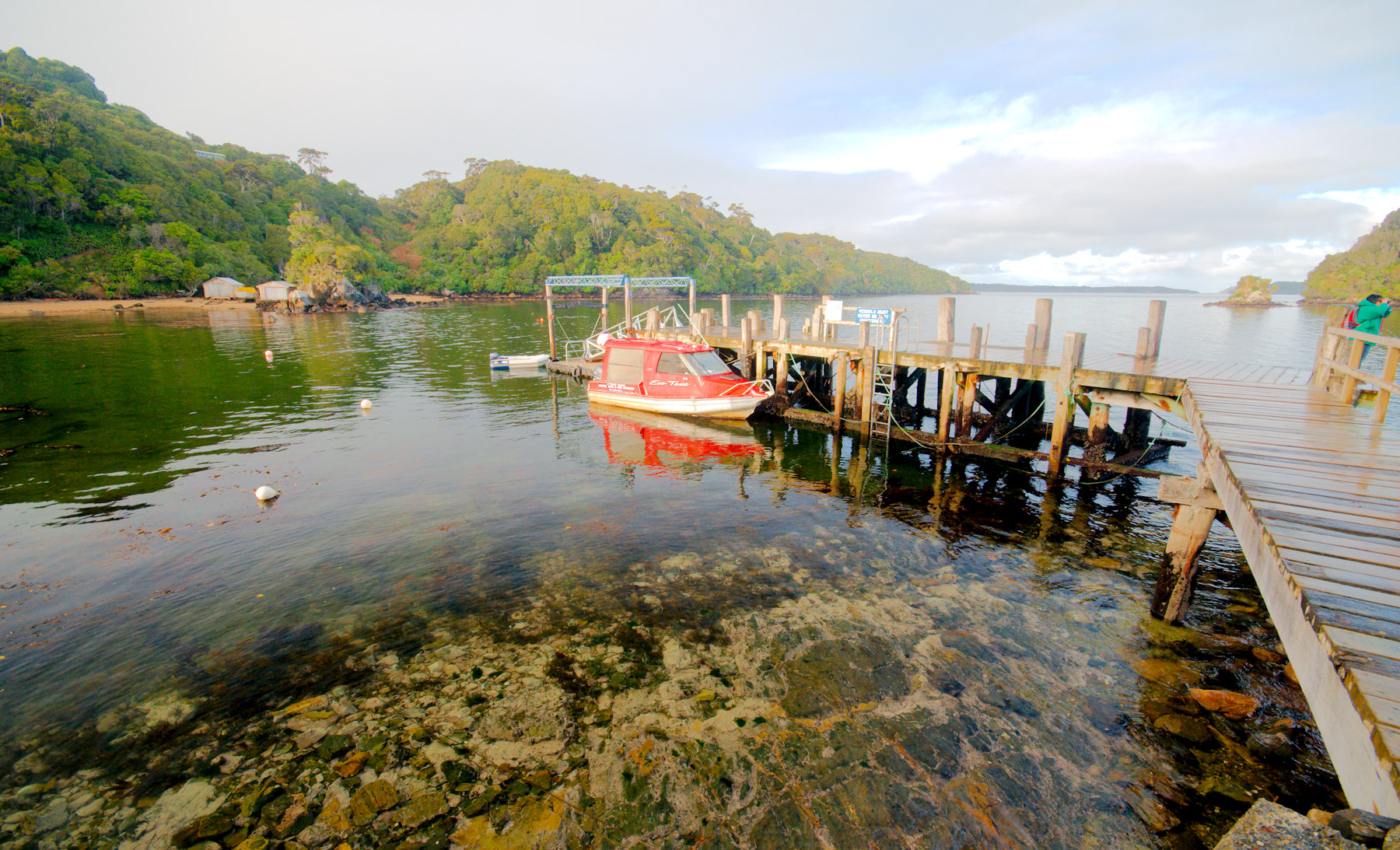 Birdwatching a Stewart Island - Viaggio in Nuova Zelanda #11