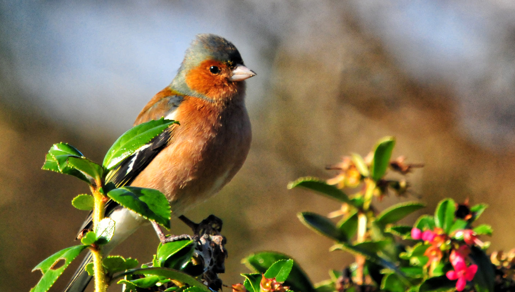 Birdwatching a Stewart Island - Viaggio in Nuova Zelanda #11