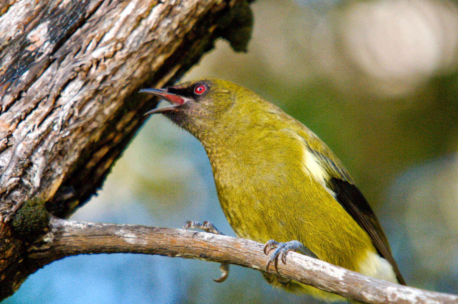 Birdwatching a Stewart Island - Viaggio in Nuova Zelanda #11