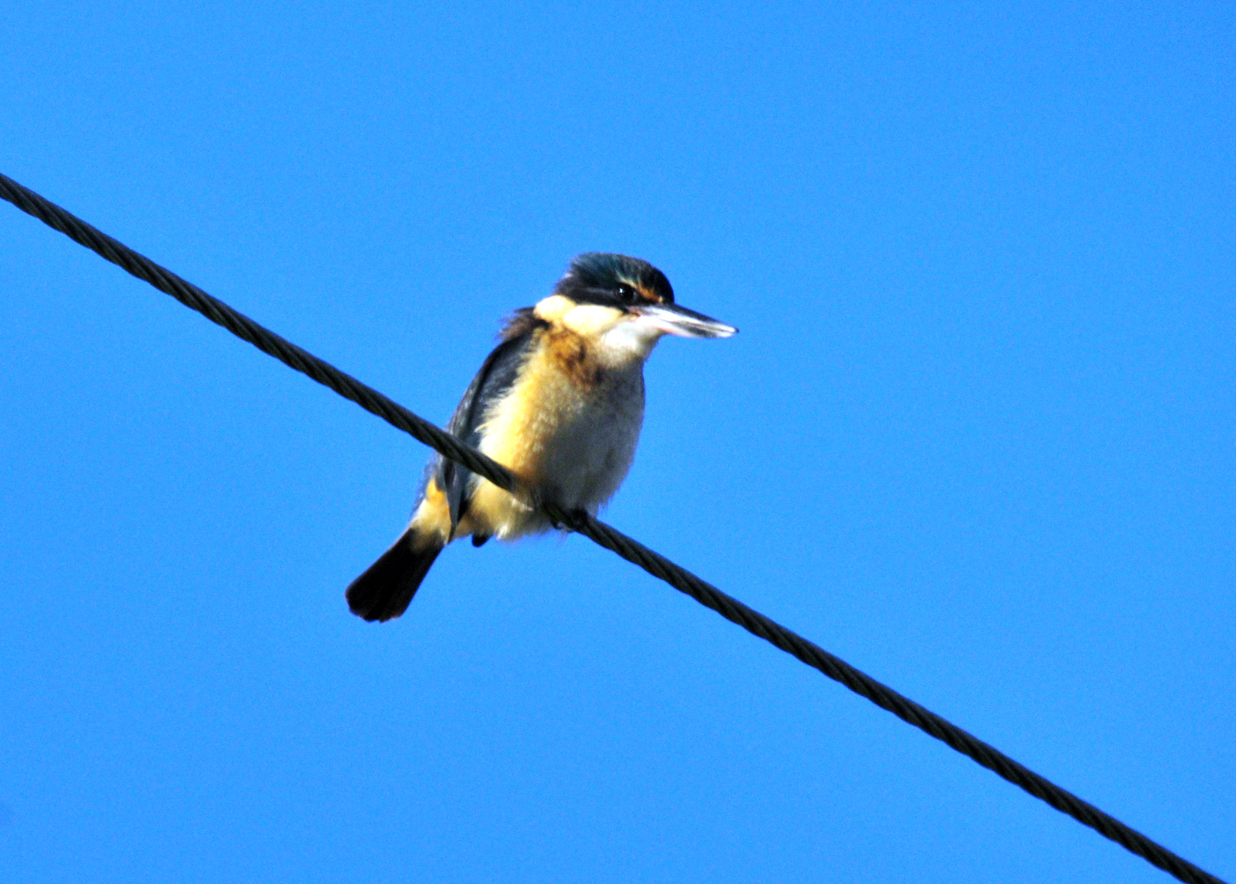 Birdwatching a Stewart Island - Viaggio in Nuova Zelanda #11