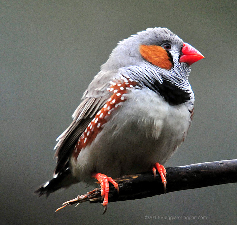 Di che specie si tratta?
