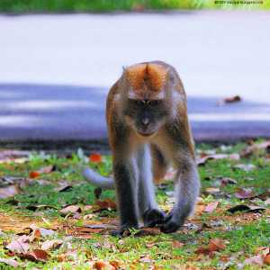 Una scimmia a Pasir Ris