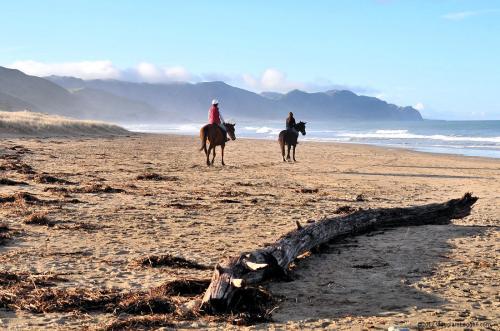 

Cavalli sulla spiaggia di Ocean Beach, a sud di