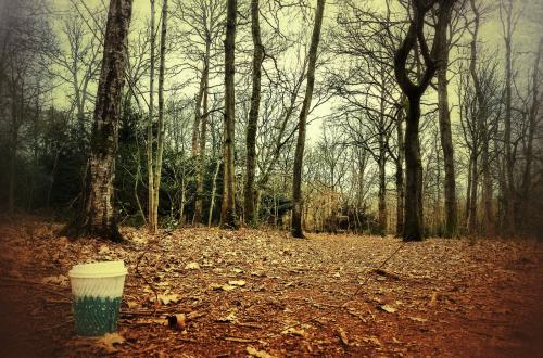 

Un bosco qualsiasi, potrebbe essere