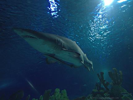 Uno squalo tigre (Galeocerdo cuvier) fotografato