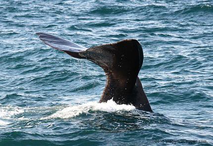 La coda di una balena