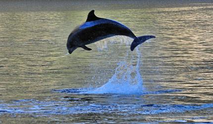 Un delfino nel Milford Sound
