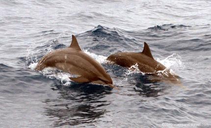 Delfini a Hualien, Taiwan