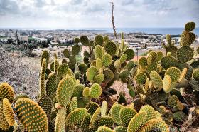 Cactus. Sullo sfondo, il porto di Paphos