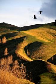 Nuova Zelanda per caso: in volo sulle colline