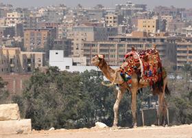 Un cammello. Sullo sfondo, il Cairo