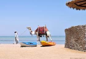 Col cammello in spiaggia